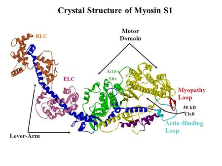 RLC ELC Myopathy Loop Actin-Binding Loop Helix- Loop- Helix Motor Domain Lever-Arm 50 kD Cleft Active Site Crystal Structure of Myosin S1 Lever Arm.