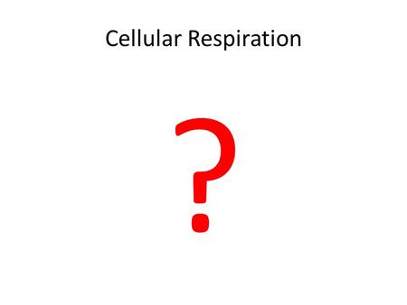 Cellular Respiration ?. What is Cellular Respiration? Many scientists would agree that life runs on sugar. Sugar, which is a type of carbohydrate, comes.