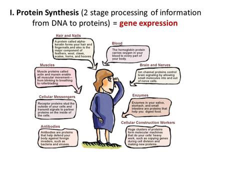 I. Protein Synthesis (2 stage processing of information from DNA to proteins) = gene expression.
