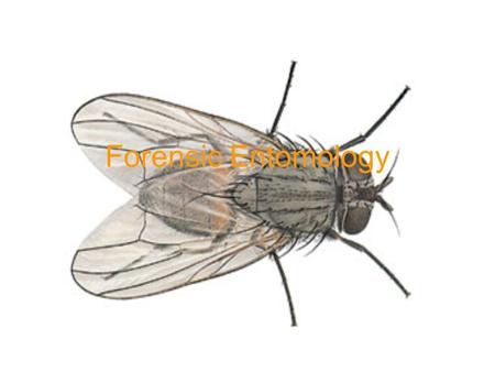 Forensic Entomology. What is it? The use of insect knowledge in the investigation of crimes or civil disputes.