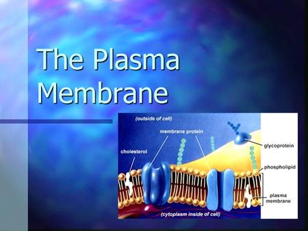 The Plasma Membrane. The cell membrane functions as a semi- permeable barrier: The cell membrane functions as a semi- permeable barrier: allows a few.