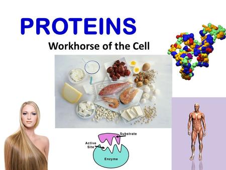 PROTEINS Workhorse of the Cell PROTEINS Which foods are high in protein?