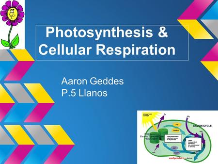 Photosynthesis & Cellular Respiration Aaron Geddes P.5 Llanos.