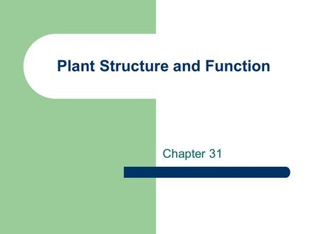 Plant Structure and Function Chapter 31. Plant cells: Parenchyma Large central vacuole Storage of water Form the bulk of non- woody plants.