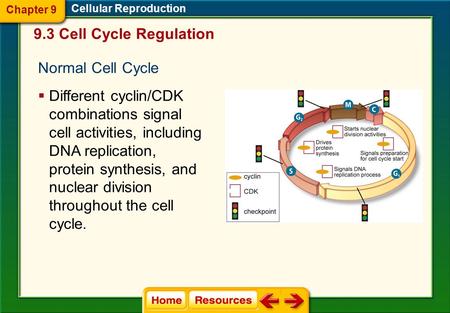 9.3 Cell Cycle Regulation Cellular Reproduction Normal Cell Cycle  Different cyclin/CDK combinations signal cell activities, including DNA replication,