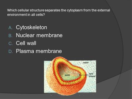 Which cellular structure separates the cytoplasm from the external environment in all cells? A. Cytoskeleton B. Nuclear membrane C. Cell wall D. Plasma.