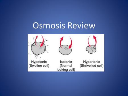 Osmosis Review. 1. Hypertonic solutions Plant cells  the central vacuole loses water and the cells shrink causing wilting. Animal cells  shrink (plasmolysis)