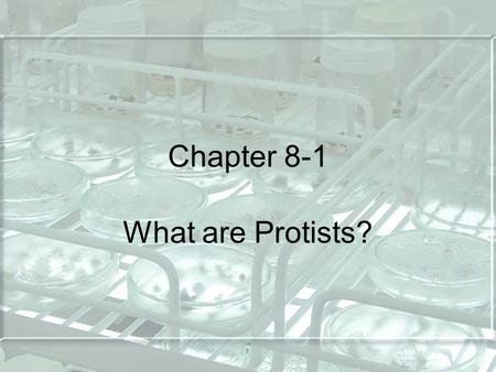 Chapter 8-1 What are Protists?.