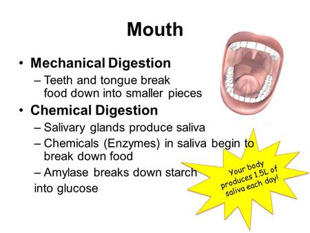Mouth Mechanical Digestion –Teeth and tongue break food down into smaller pieces Chemical Digestion –Salivary glands produce saliva –Chemicals (Enzymes)