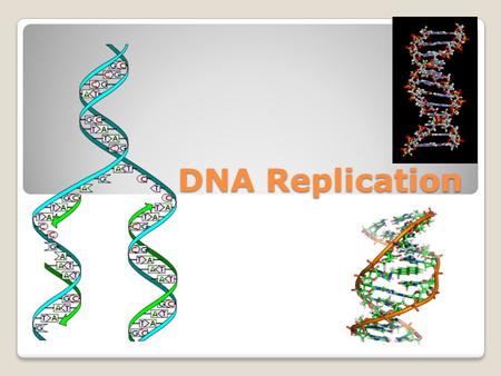 DNA Replication. DNA Does 2 Important Things in a Cell: 1)DNA is capable of replicating itself. Every time a cell divides, each DNA strand makes an exact.