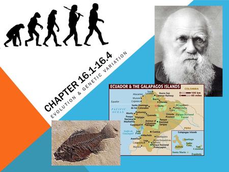 Evolution & genetic variation