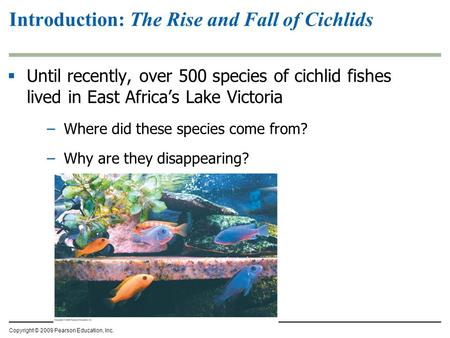  Until recently, over 500 species of cichlid fishes lived in East Africa’s Lake Victoria –Where did these species come from? –Why are they disappearing?