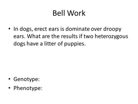 Bell Work In dogs, erect ears is dominate over droopy ears. What are the results if two heterozygous dogs have a litter of puppies. Genotype: Phenotype: