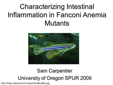 Characterizing Intestinal Inflammation in Fanconi Anemia Mutants Sam Carpentier University of Oregon SPUR 2009 Sam Carpentier University of Oregon SPUR.
