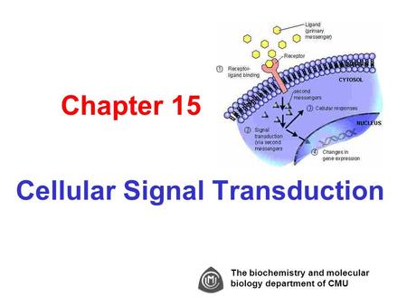 Chapter 15 Cellular Signal Transduction The biochemistry and molecular biology department of CMU.