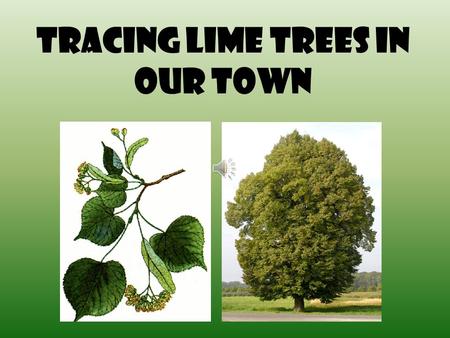 TRACING LIme TREES IN OUR TOWN. Who we are? We are a group of 9 enthusiastic students. We love nature.