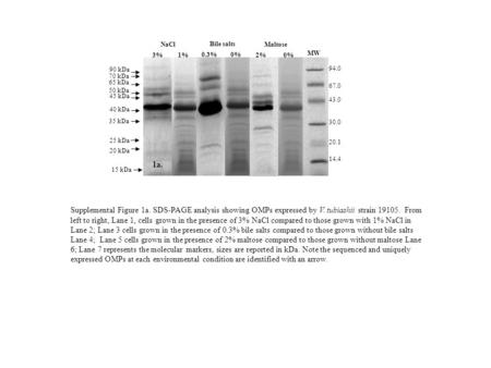 Supplemental Figure 1a. SDS-PAGE analysis showing OMPs expressed by V. tubiashii strain 19105. From left to right, Lane 1, cells grown in the presence.
