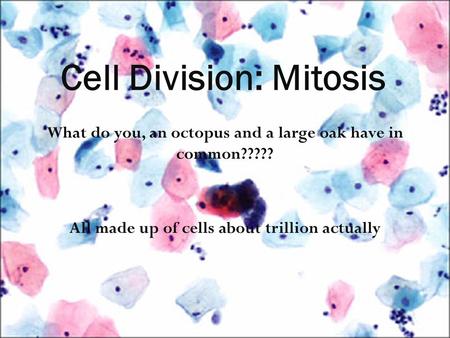 What do you, an octopus and a large oak have in common????? All made up of cells about trillion actually Cell Division: Mitosis.