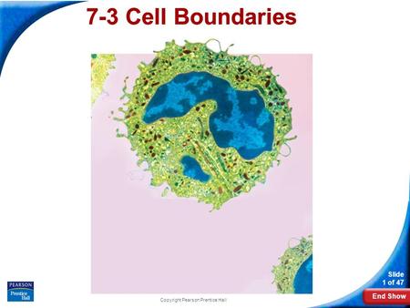 End Show Slide 1 of 47 Copyright Pearson Prentice Hall 7-3 Cell Boundaries.