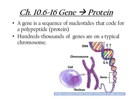 Ch. 10.6-16 Gene  Protein A gene is a sequence of nucleotides that code for a polypeptide (protein) Hundreds-thousands of genes are on a typical chromosome.