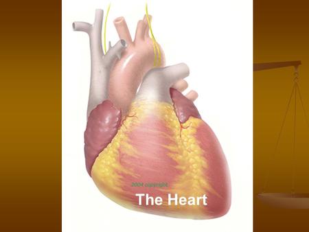 The Heart. General Information The heart is the Pump of the Cardiovascular system The heart is the Pump of the Cardiovascular system Located behind the.