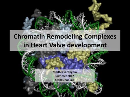 Chromatin Remodeling Complexes in Heart Valve development Maithri Sarangam Summer 2012 Stankunas Lab.
