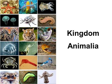 Kingdom Animalia. Characteristics of All Animals Heterotrophic, multicellular eukaryotes. Lack cell walls. Use oxygen for aerobic respiration. Primarily.