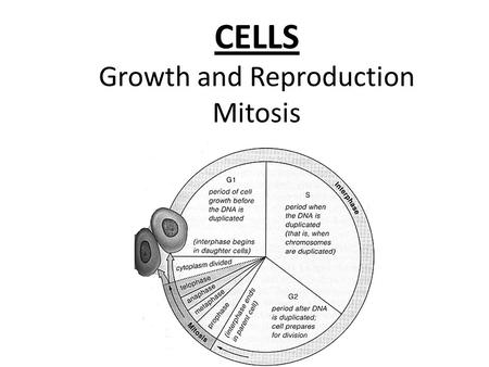 CELLS Growth and Reproduction Mitosis. I. Structure & Function Cells that make up an organism come in a lot of sizes and shapes. Remember: Structure relates.