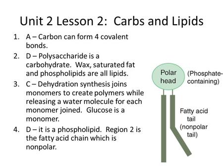 Unit 2 Lesson 2: Carbs and Lipids 1.A – Carbon can form 4 covalent bonds. 2.D – Polysaccharide is a carbohydrate. Wax, saturated fat and phospholipids.
