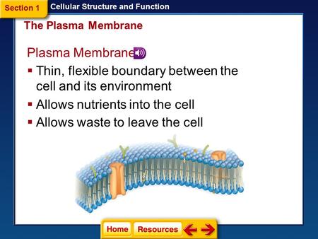 Plasma Membrane  Thin, flexible boundary between the cell and its environment The Plasma Membrane Cellular Structure and Function  Allows nutrients.