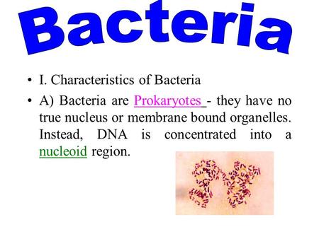 I. Characteristics of Bacteria A) Bacteria are Prokaryotes - they have no true nucleus or membrane bound organelles. Instead, DNA is concentrated into.