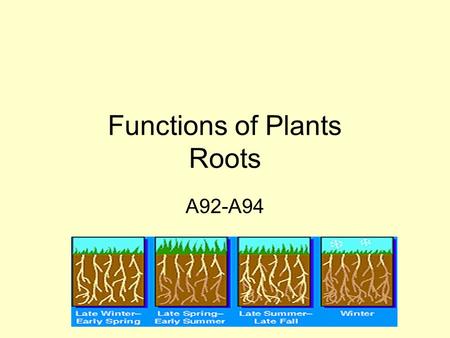 Functions of Plants Roots A92-A94. Vascular Plants Vascular plants have tubes. These tubes can be found in roots, stems, and leaves. The tubes form a.
