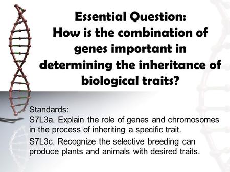 Essential Question: How is the combination of genes important in determining the inheritance of biological traits? Standards: S7L3a. Explain the role of.