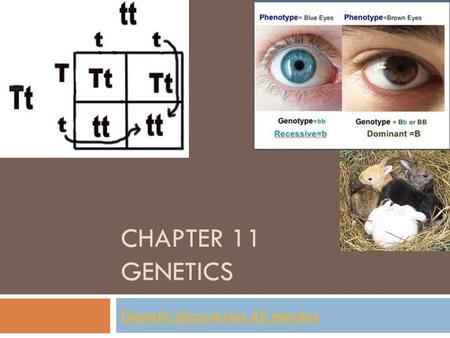 CHAPTER 11 GENETICS Genetic discoveries 45 minutes.