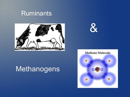 Methanogens Ruminants &. It is an animal of the order Artiodactyla. They digest plant based food in their first stomach, called the rumen. Then they regurgitate.
