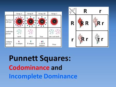 Punnett Squares: Codominance and Incomplete Dominance.