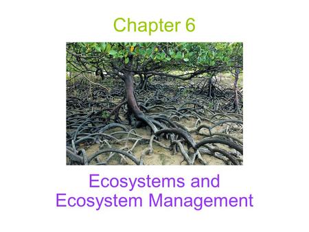 Chapter 6 Ecosystems and Ecosystem Management. Basic Characteristics of Ecosystems Sustained life on Earth is a characteristic of ecosystems, not of individual.