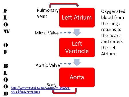 Left Atrium Left Ventricle Aorta Pulmonary Veins Mitral Valve Aortic Valve Body FLOWOFBLOODFLOWOFBLOOD Oxygenated blood from the lungs returns to the heart.