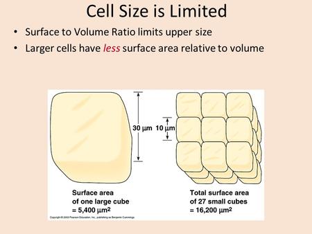 Cell Size is Limited Surface to Volume Ratio limits upper size Larger cells have less surface area relative to volume.