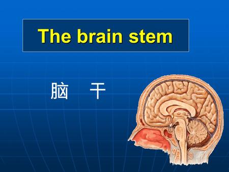 The brain stem 脑 干.