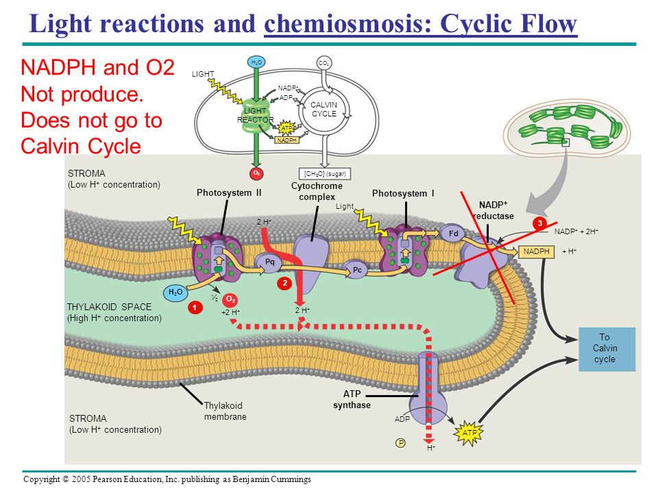 Ch. 10 Photosynthesis. - ppt download