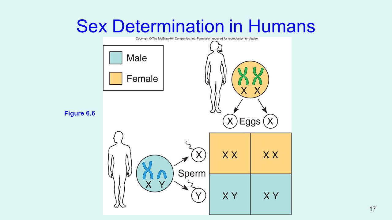 Human Sex Determination 23