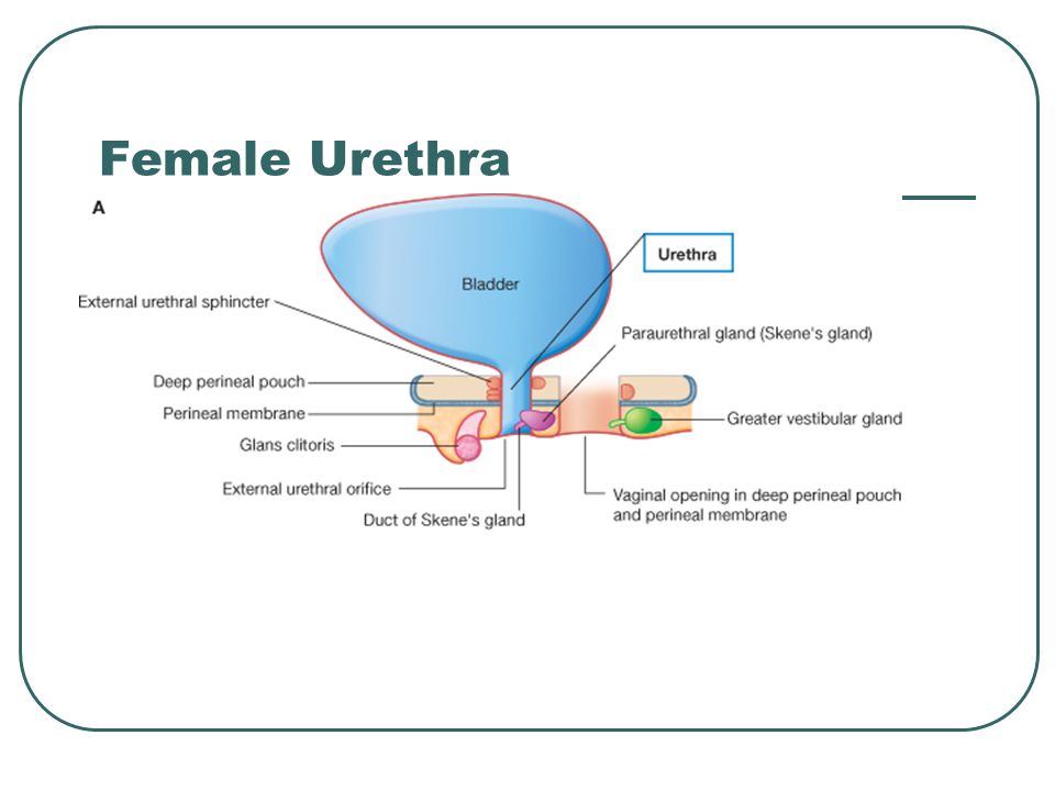 Female Urethra 67