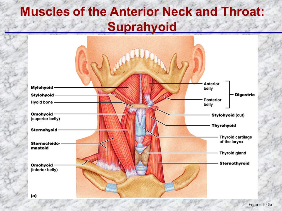 Muscles In Throat 88