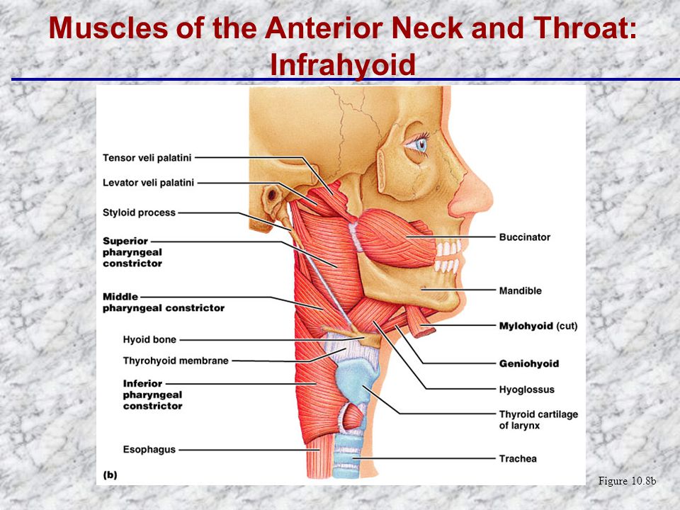 Muscles In Throat 60