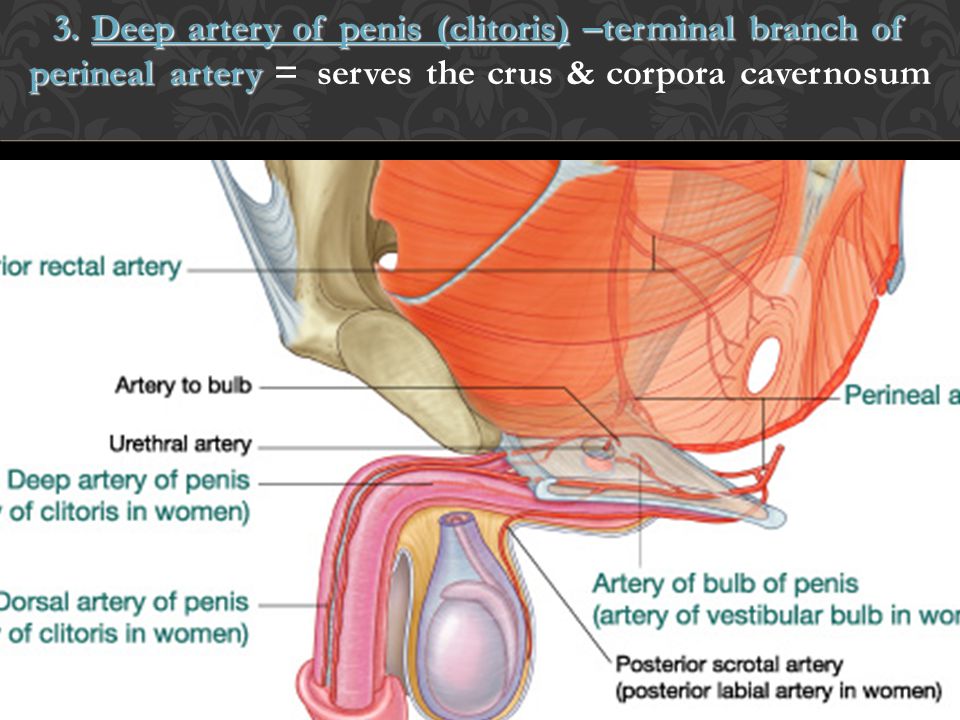 Deep Artery Of Penis 116