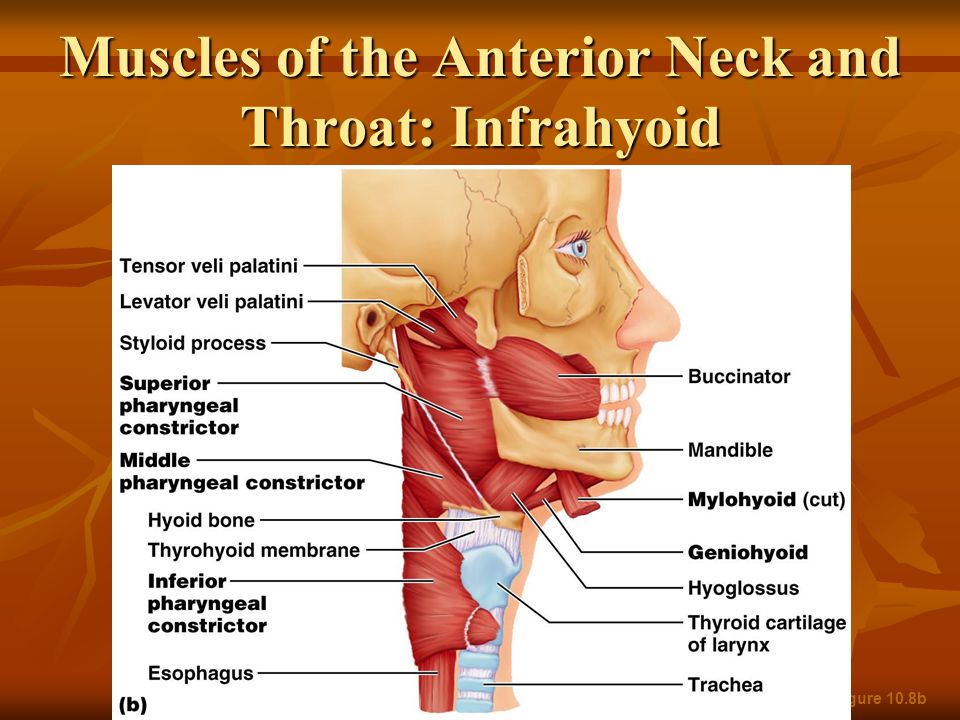 Muscles In Throat 91