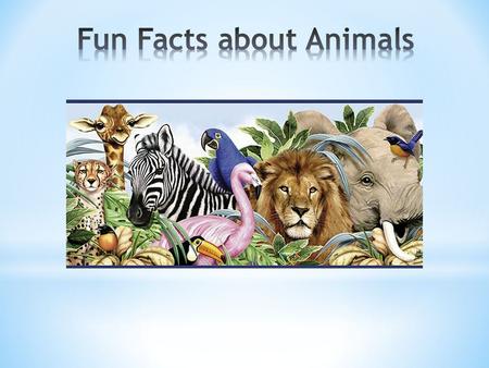 Fun Facts about Animals