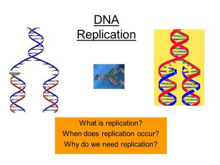 DNA Replication What is replication? When does replication occur? Why do we need replication?