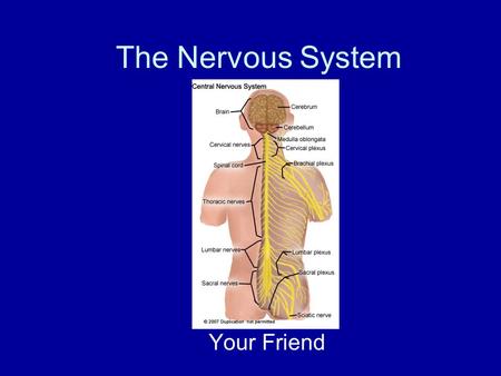 The Nervous System Your Friend. The Nervous System Regulates our internal functions Involved in how we react to the external environment Two main parts.